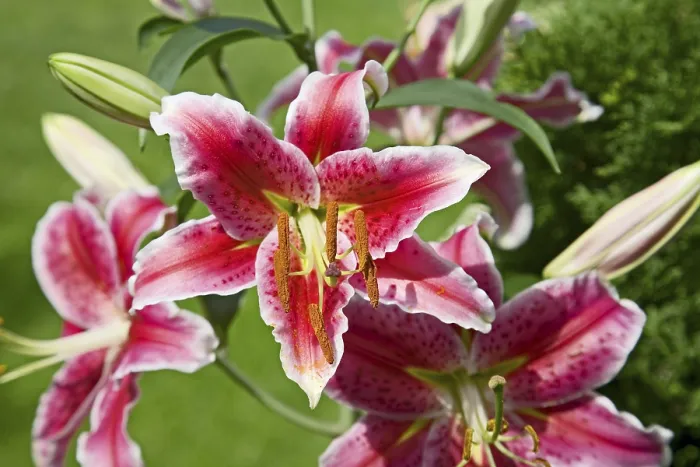 Framed Print : Lily Print by imageBROKER