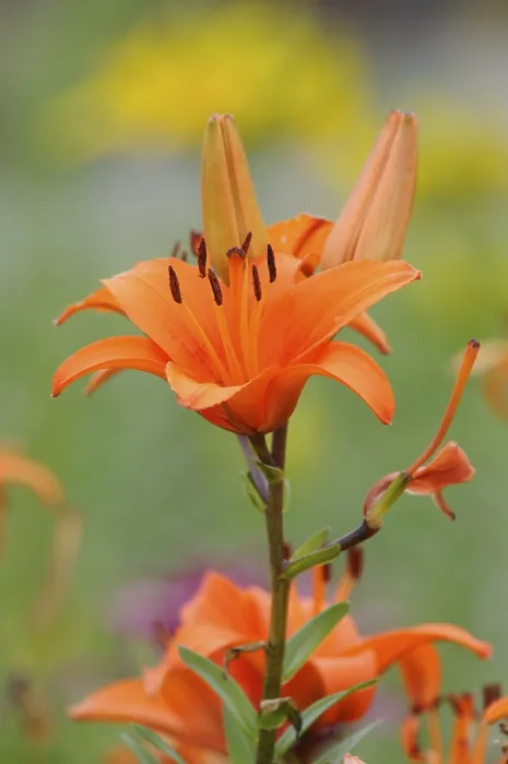 Framed Print : Lily Lily Print by imageBROKER