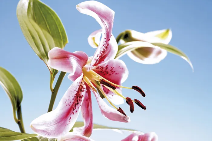 Framed Print : Lily Print - Lilium Species Framed Print : Lily Print - Lilium Species