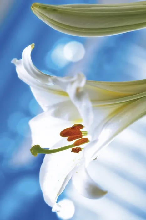 Framed Print : Lilium Lily Print Framed Print : Lilium Lily Print