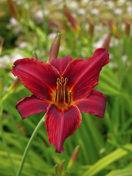 Framed Print : Red Lily Print by ImageBROKER Framed Print : Red Lily Print by ImageBROKER