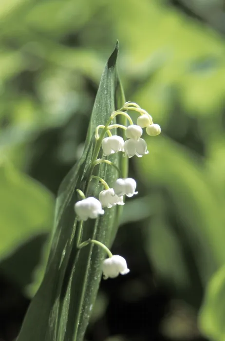 Framed Print : Lily of the Valley Print - Spring Floral Botanical Framed Print : Lily of the Valley Print - Spring Floral Botanical