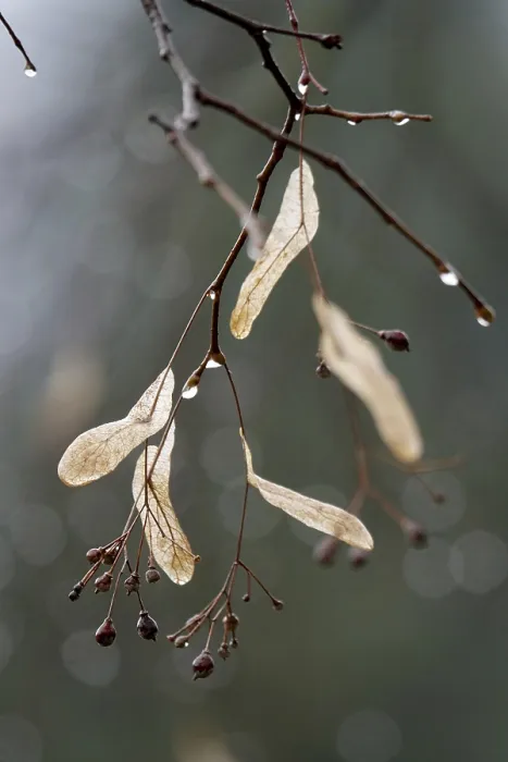 Framed Print : Lime Tree Branches with Raindrops Print, Spring Germany