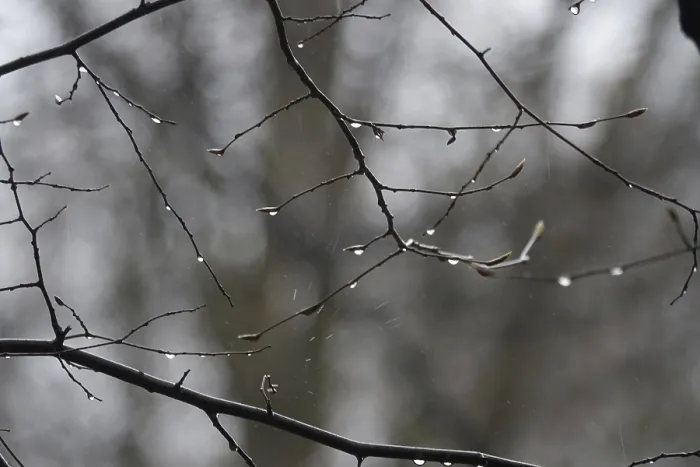Framed Print : Lime Tree Branches with Raindrops Print, Germany Framed Print : Lime Tree Branches with Raindrops Print, Germany