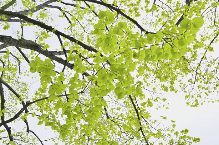 Framed Print : Lime Tree Leaves in Spring Print Framed Print : Lime Tree Leaves in Spring Print