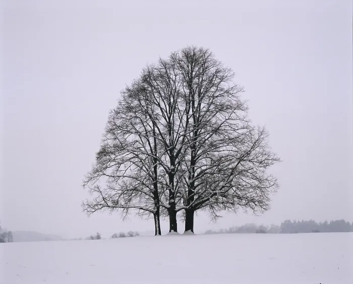 Framed Print : Three Limetrees in Winter Print Framed Print : Three Limetrees in Winter Print