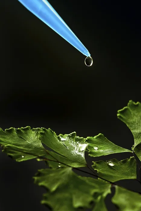 Framed Print : Liquid Drop on Green Leaf Print Framed Print : Liquid Drop on Green Leaf Print