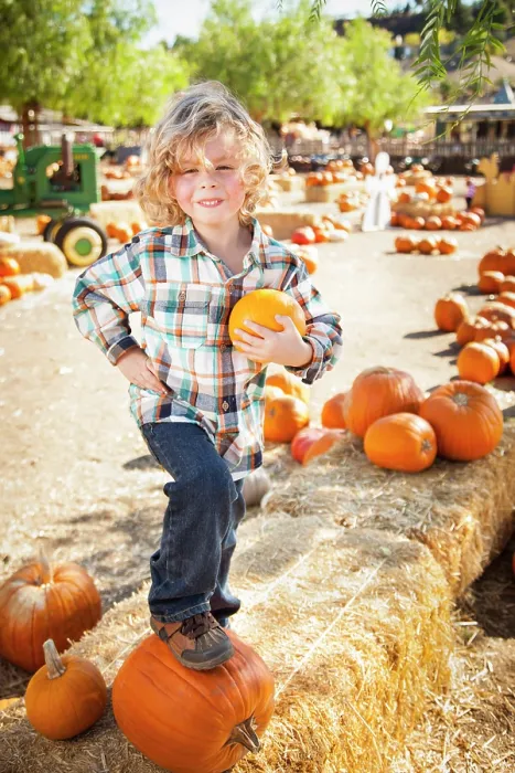 Framed Print : Little Boy at Pumpkin Patch Print