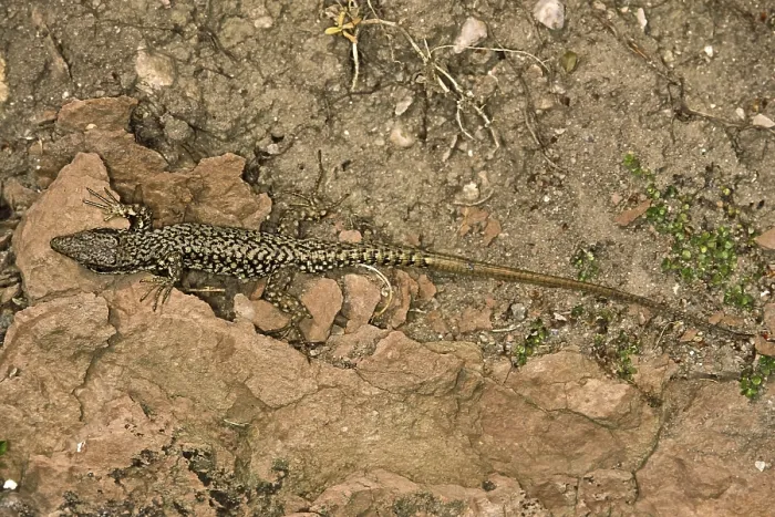 Framed Print : Lizard Print from imageBROKER Framed Print : Lizard Print from imageBROKER