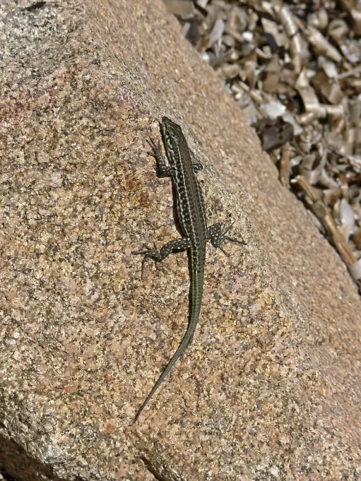 Framed Print : Lizard Print by ImageBROKER Framed Print : Lizard Print by ImageBROKER