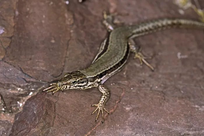 Framed Print : Lizard Print from imageBROKER Framed Print : Lizard Print from imageBROKER
