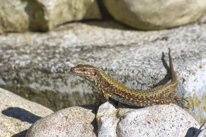 Framed Print : A lizard basks on a rock Print, Podarcis muralis, Germany Framed Print : A lizard basks on a rock Print, Podarcis muralis, Germany