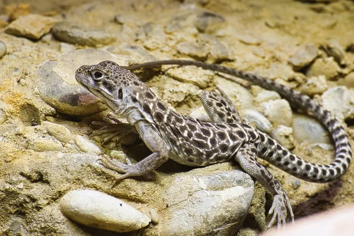 Framed Print : Leopard Iguana Rests on Rocky Ground Print Framed Print : Leopard Iguana Rests on Rocky Ground Print