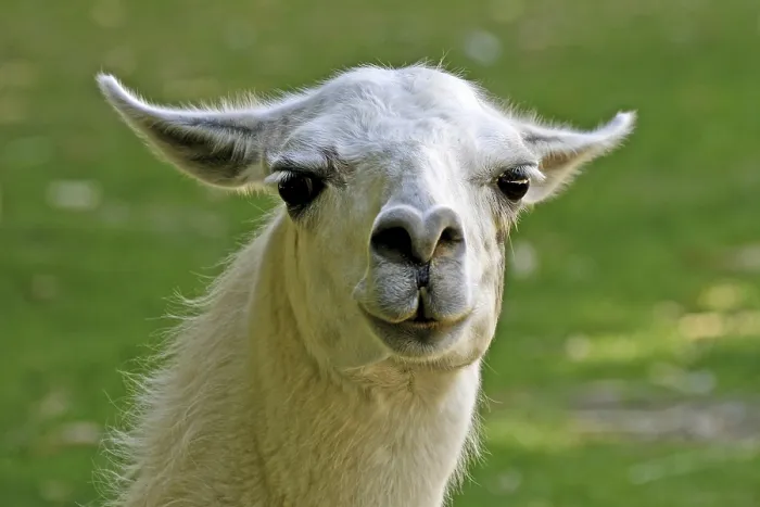 Framed Print : Llama Llama Print by ImageBROKER Framed Print : Llama Llama Print by ImageBROKER