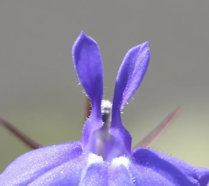 Framed Print : Lobelia Print by imageBROKER Framed Print : Lobelia Print by imageBROKER