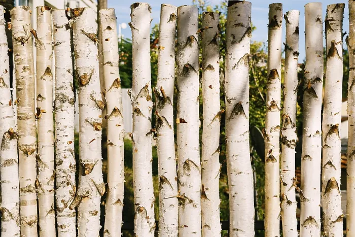 Framed Print : Birch Trunk Palisade Print Framed Print : Birch Trunk Palisade Print