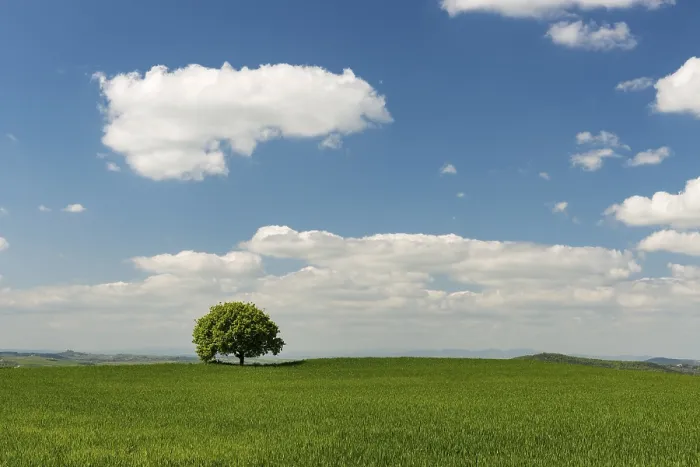 Framed Print : Lone Tree in Grainfield Print, Val d'Orcia, Tuscany Framed Print : Lone Tree in Grainfield Print, Val d'Orcia, Tuscany