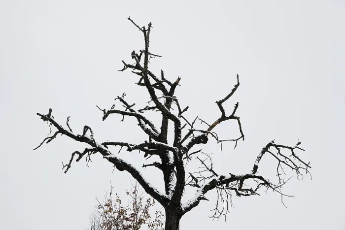Framed Print : Lone Tree in Winter Print, Germany Framed Print : Lone Tree in Winter Print, Germany