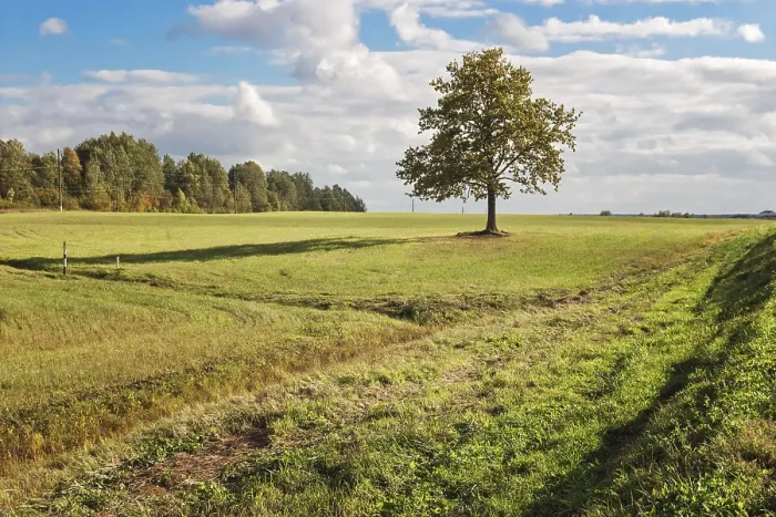 Framed Print : Lonely Tree Print in Open Field Framed Print : Lonely Tree Print in Open Field