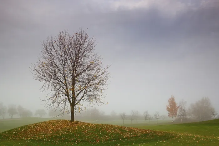 Framed Print : Lonely Tree on a Golf Course Print Framed Print : Lonely Tree on a Golf Course Print