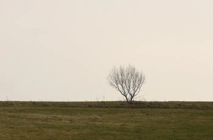 Framed Print : Lonely Tree Print on a Serene Meadow Framed Print : Lonely Tree Print on a Serene Meadow