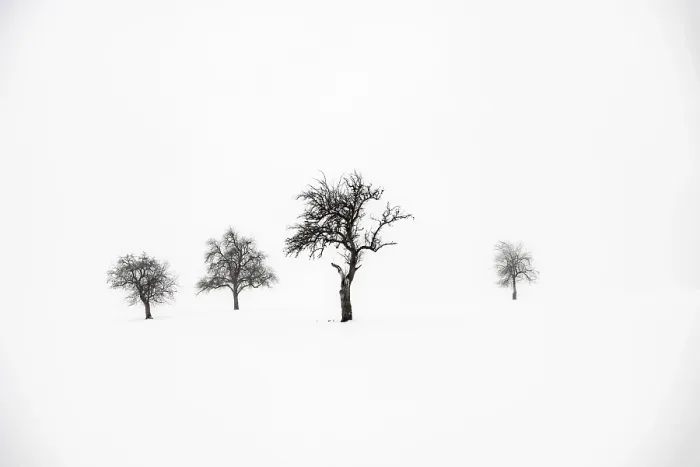 Framed Print : Lonely Trees in Winter Landscape Print, Bavaria, Germany