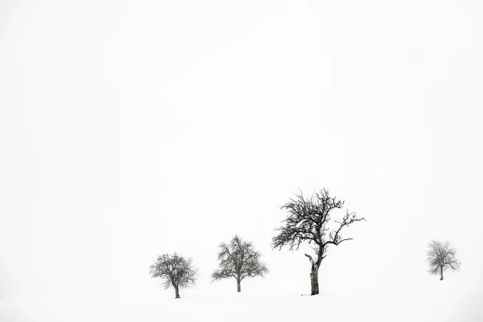 Framed Print : Lonely Trees in Winter Landscape Print, Kempten, Germany Framed Print : Lonely Trees in Winter Landscape Print, Kempten, Germany