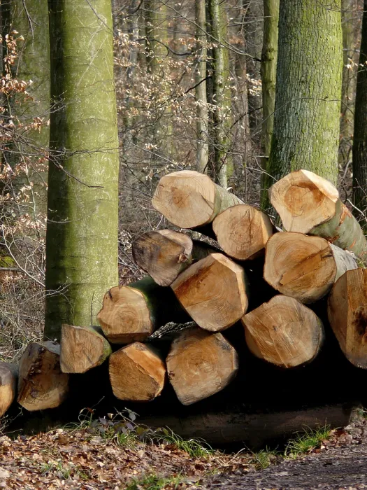 Framed Print : Long Logs in Winter Forest Print - Beech Wood Storage