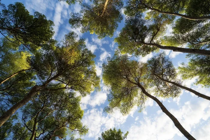 Framed Print : Looking Up Through Pine Trees in Croatia Print