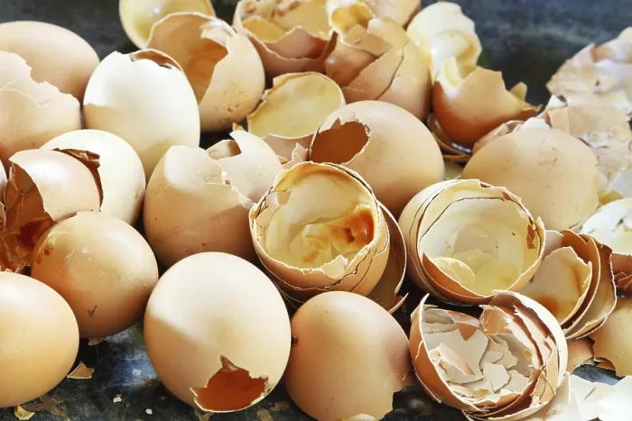 Framed Print : Lots of empty chicken eggshells at close range Print Framed Print : Lots of empty chicken eggshells at close range Print