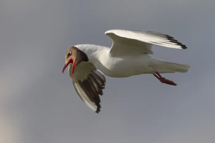 Framed Print : Black-headed Gulls in Flight Print Framed Print : Black-headed Gulls in Flight Print