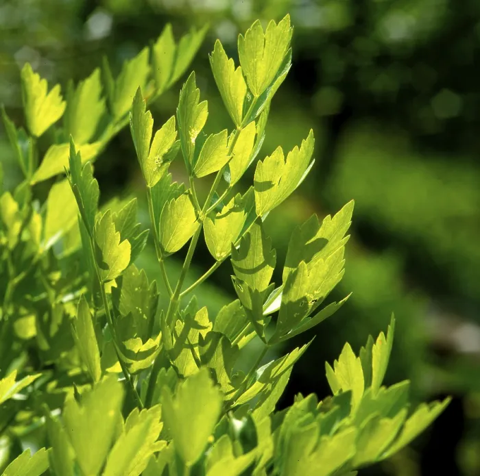 Framed Print : Lovage Print by imageBROKER Framed Print : Lovage Print by imageBROKER