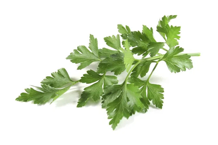 Framed Print : Lovage Print by imageBROKER Framed Print : Lovage Print by imageBROKER
