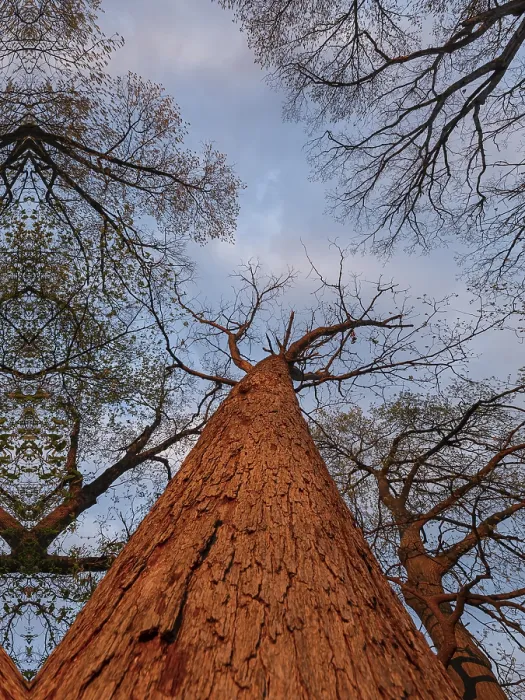 Framed Print : Low Angle Tree Print at Sunset Framed Print : Low Angle Tree Print at Sunset
