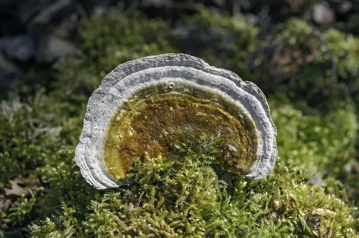 Framed Print : Lumpy Bracket (Trametes gibbosa) Print, Switzerland Framed Print : Lumpy Bracket (Trametes gibbosa) Print, Switzerland