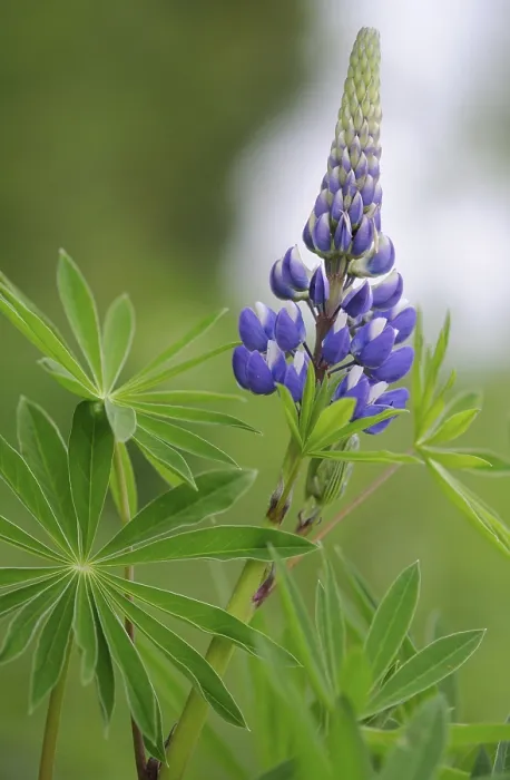 Framed Print : Lupin (Lupinus polyphyllus) Print Framed Print : Lupin (Lupinus polyphyllus) Print