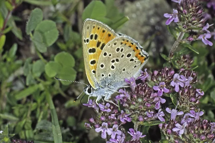 Framed Print : Lycaena alciphron Print: Purple Butterfly on Thyme Framed Print : Lycaena alciphron Print: Purple Butterfly on Thyme