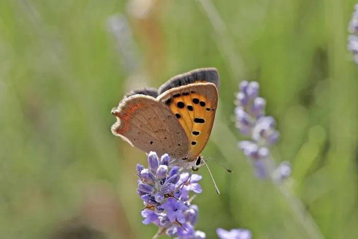 Framed Print : Lycaena phlaeas Print - Small Moth Framed Print : Lycaena phlaeas Print - Small Moth