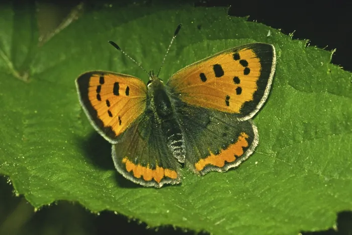 Framed Print : Lycaena phlaeas Print - Small Copper Moth Framed Print : Lycaena phlaeas Print - Small Copper Moth