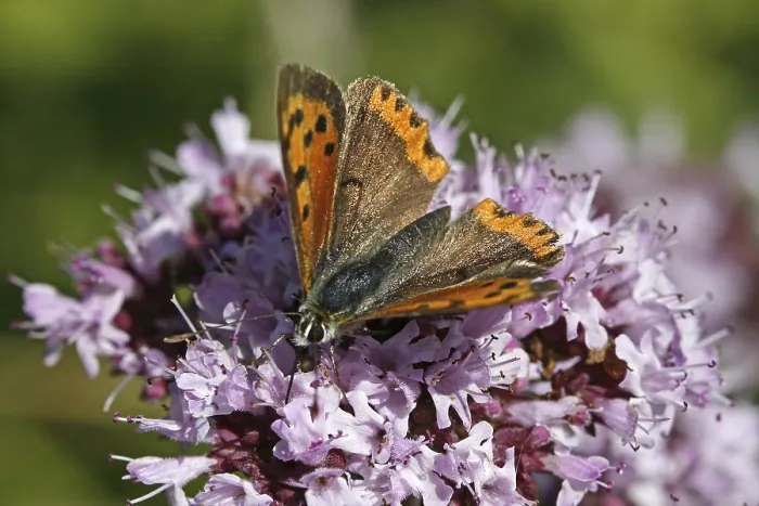 Framed Print : Lycaena phlaeas Print, Small Copper Moth Framed Print : Lycaena phlaeas Print, Small Copper Moth