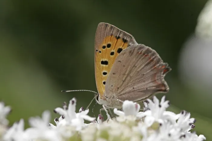 Framed Print : Lycaena phlaeas Print - Small Copper Moth Framed Print : Lycaena phlaeas Print - Small Copper Moth