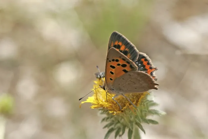 Framed Print : Lycaena phlaeas Print - Small Moth
