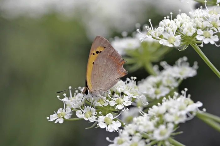 Framed Print : Lycaena phlaeas Print - Small Copper Moth Framed Print : Lycaena phlaeas Print - Small Copper Moth