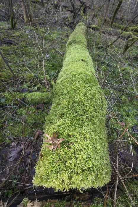 Framed Print : Lying Tree Trunk Overgrown with Moss Print Framed Print : Lying Tree Trunk Overgrown with Moss Print