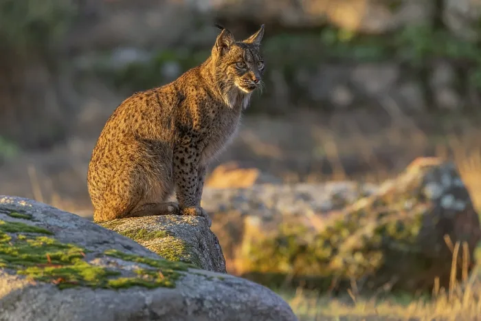Framed Print : Lynx pardinus Evening Print, Andalusia Spain