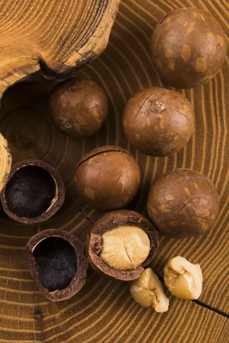 Framed Print : Macadamia Nuts Print Framed Print : Macadamia Nuts Print
