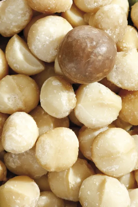 Framed Print : Macadamia Nuts Print - Aromatic Tropical Delicacy Framed Print : Macadamia Nuts Print - Aromatic Tropical Delicacy