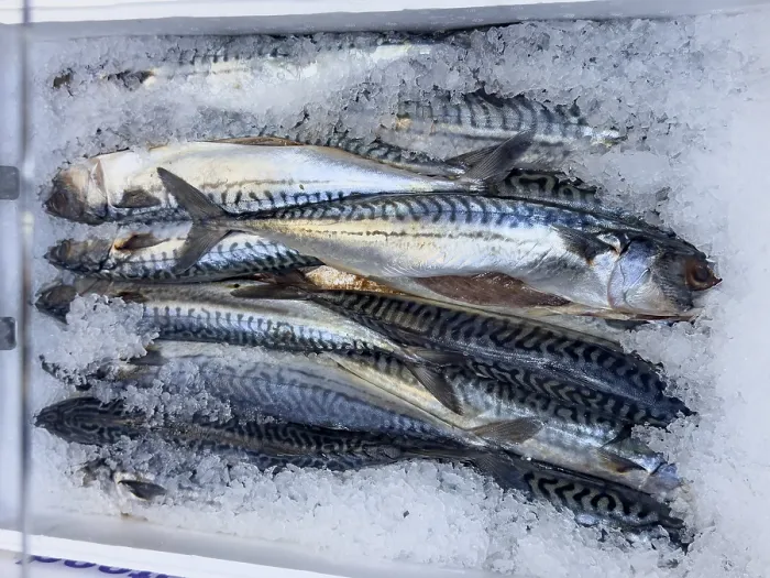 Framed Print : Mackerel (Scomber scombrus) Print - Western Mediterranean Catch Framed Print : Mackerel (Scomber scombrus) Print - Western Mediterranean Catch