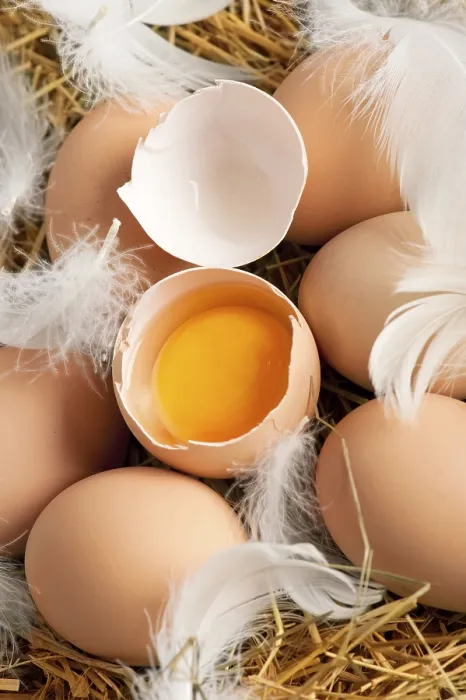 Framed Print : Brown Eggs and Feathers Print with Shallow Depth of Field Framed Print : Brown Eggs and Feathers Print with Shallow Depth of Field