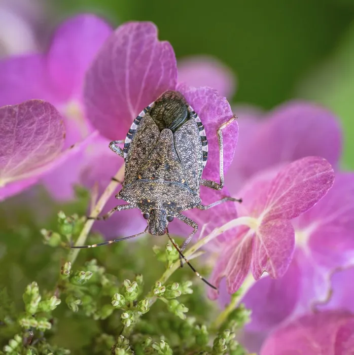 Framed Print : Macro Print of a Dock Bug on a Pink Hydrangea Flower Framed Print : Macro Print of a Dock Bug on a Pink Hydrangea Flower